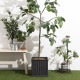 ����ȭ ����ƥ����� �ե����������� �롼�֥� �������� 32��32cm �ե����С����쥤�������/�ʥ�����/�������� ������/��ꤢ��/����ȭ/����ץ�/