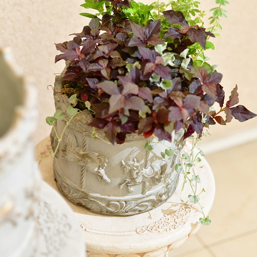 �ץ�󥿡� ������� ��꡼�������� S  ����ƥ����� ȭ ����ȭ ��ꤢ�� ���襤�� ���� ���� ������ ������ �󤻿��� ¿�� ��ʪ