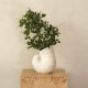 ferm LIVING �ե������ӥ� ������١��� Shell Vase  �̲� �͵� ���֥��� ��ʪ ���� ����ƥꥢ ���� �ǥ�ޡ��� �������� �ץ쥼��� ���ե� �̲����� �����६�� �� �ǥ����� ���� ����ƥꥢ����  ������̵����