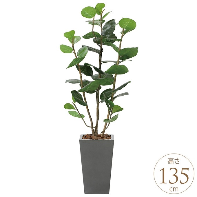 �ե��������꡼�� ȭ���� �礭�� ���տ�ʪ ȭ �����Х󥹥����� �������졼�� 1.35m ������ ����ƥꥢ���꡼�� �緿 ���ե���