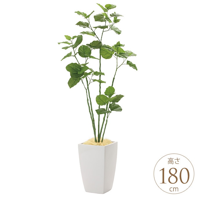 �ե��������꡼�� ȭ���� �礭�� ���տ�ʪ ȭ �����Х󥹥����� �֥�������٥顼�� 1.8m ������ ����ƥꥢ���꡼�� �緿 ���ե���