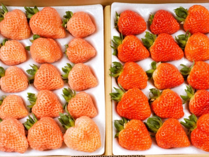 えちご美人＆越後姫