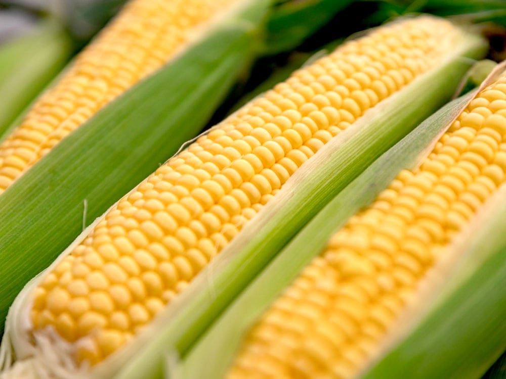 新潟県産 朝どりスイートコーン(おおもの・10本入り）