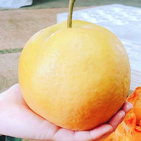 新高