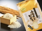 令和7年産 五泉産コシヒカリ新潟県認証特別栽培米「南郷米」20kg｜新潟