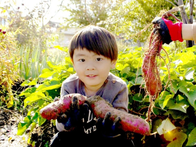 サツマイモ収穫体験