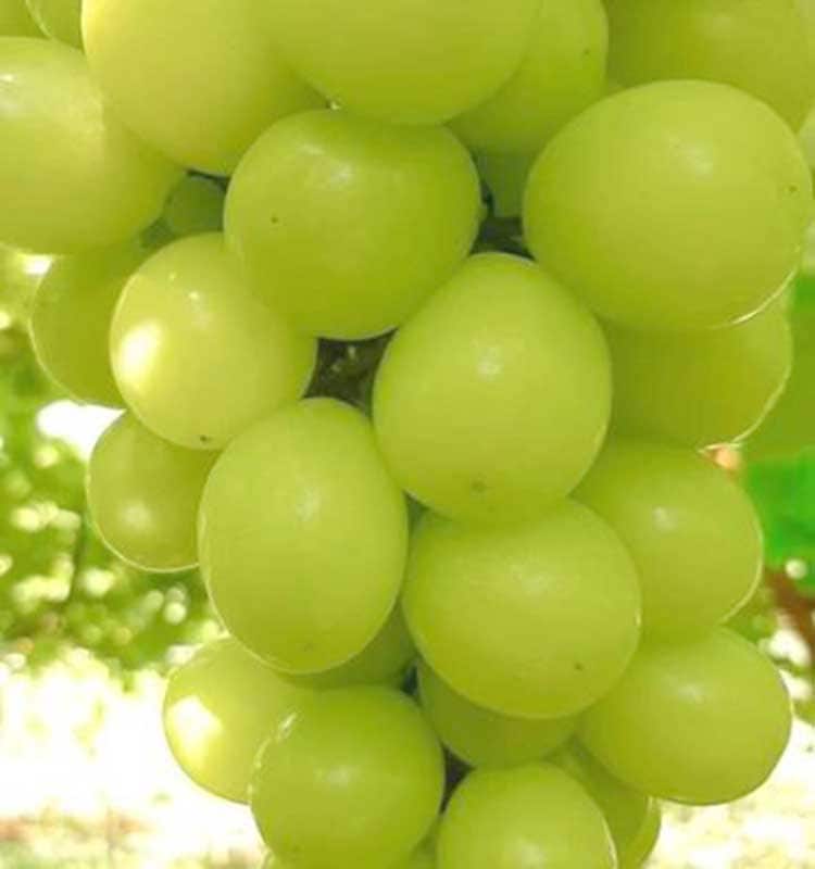 種なしシャインマスカット 1kg