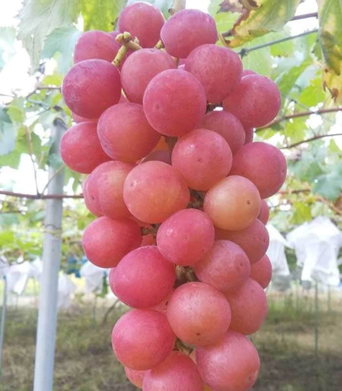 種なしクイーンニーナ 1kg