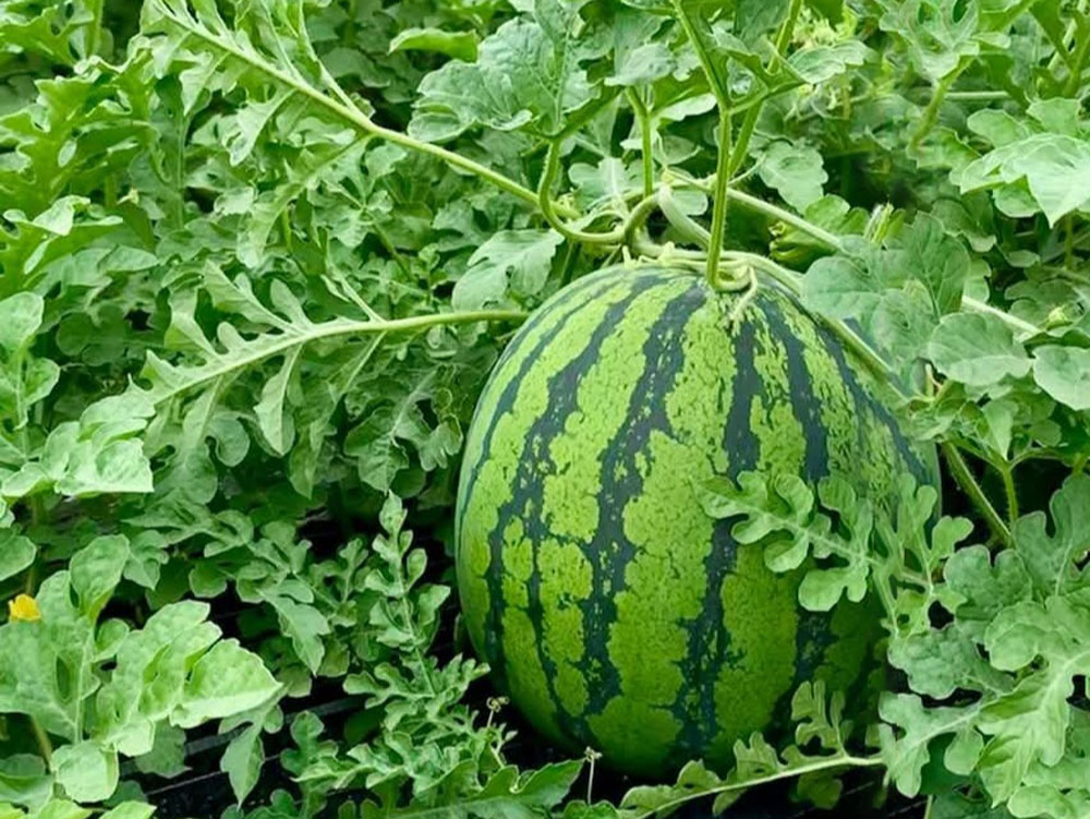 予約販売】八色産大玉スイカ2玉｜新潟の通販サイト「ガタ市」