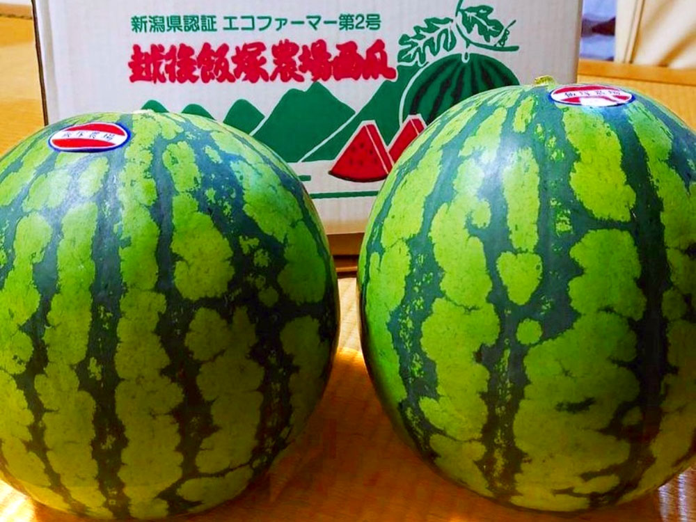予約販売】八色産大玉スイカ2玉｜新潟の通販サイト「ガタ市」
