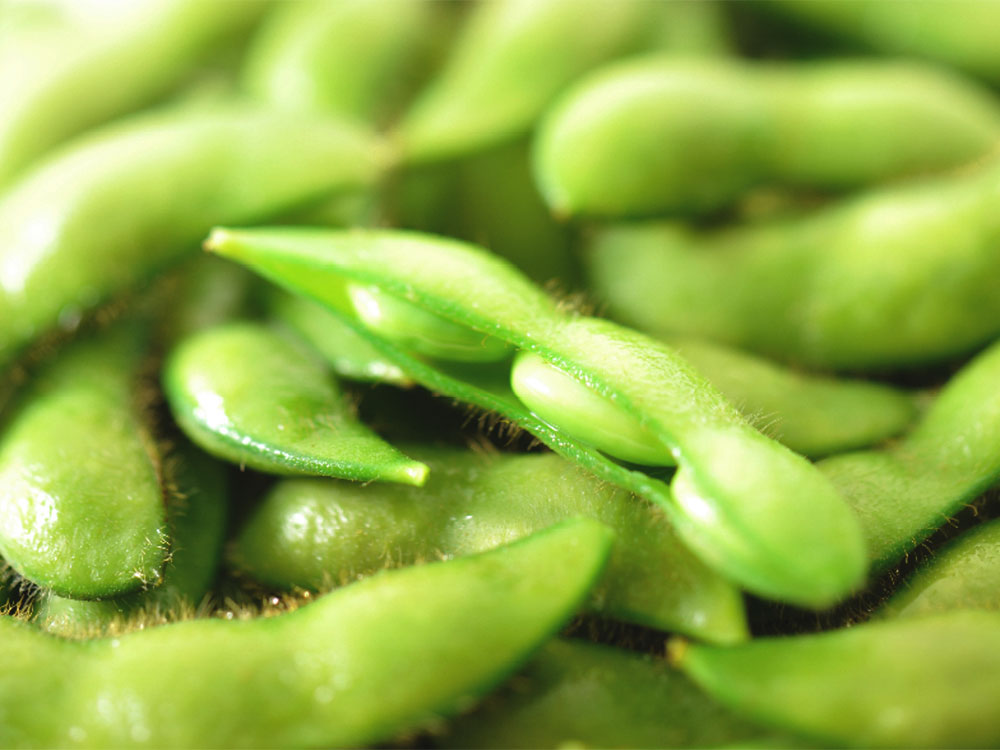 黒埼産 枝豆2kg｜新潟の通販サイト「ガタ市」