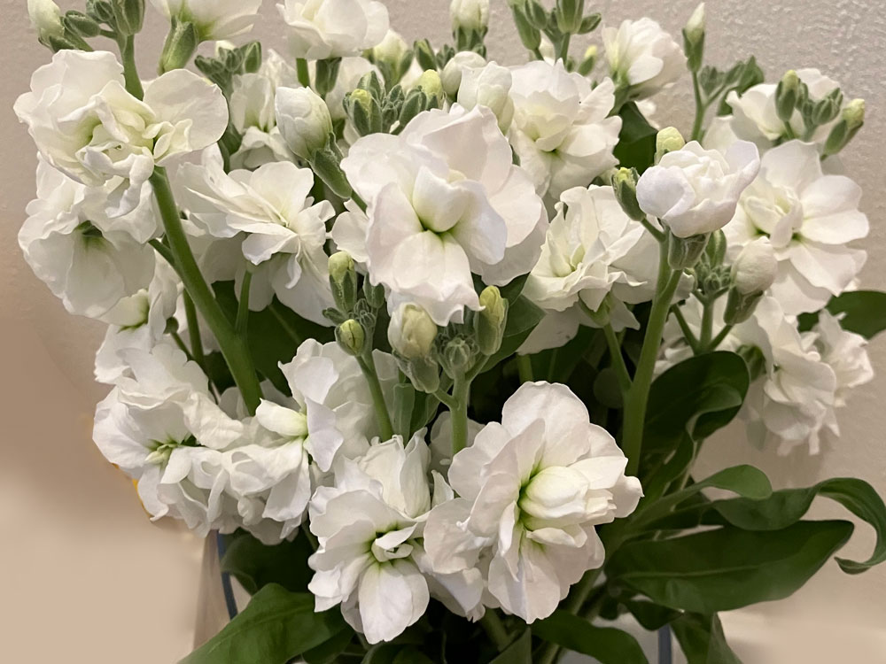 ストック（切り花）｜新潟の通販サイト「ガタ市」