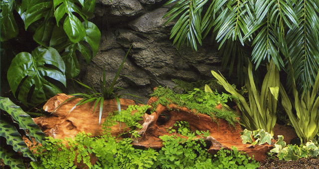 ȥ֥ĥ꡼̩Ӥο륢ޥ󣶣