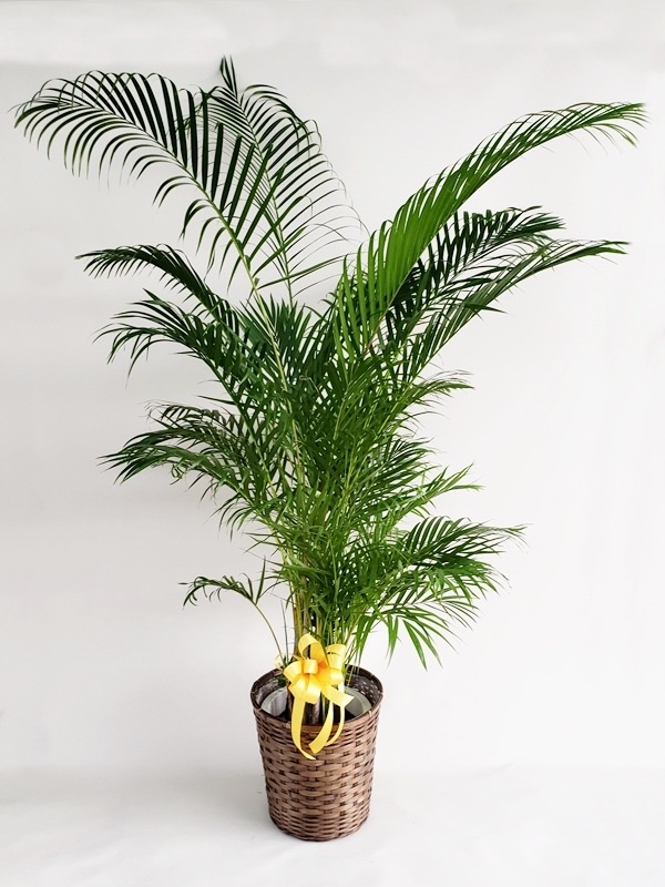 ���쥫�䥷�������ա����ա�10�極������175cm