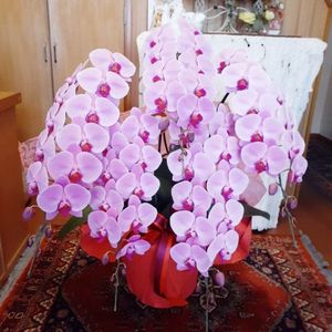 �ԥ󥯡�5��Ω����ĳ��ȭ��1187fp-10002