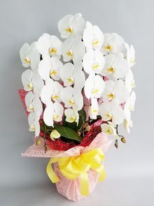 �ۥ磻�ȡ�3��Ω����ĳ��ȭ��16500���ǹ���1187fp-10003