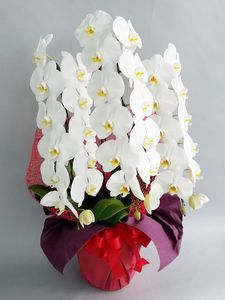 �ۥ磻�ȡ�3��Ω����ĳ��ȭ��22000���ǹ���1187fp-10004