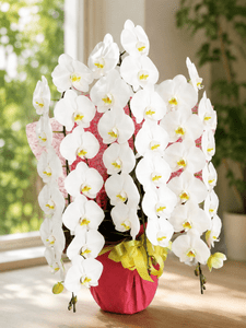 �ۥ磻�ȡ�3��Ω����ĳ��ȭ��33000���ǹ���1187fp-10005