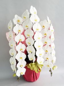 �ۥ磻�ȡ�3��Ω����ĳ��ȭ��33000���ǹ���1187fp-10005