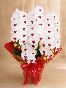 �֥�åס�5��Ω����ĳ��ȭ��45 1187fp-051
