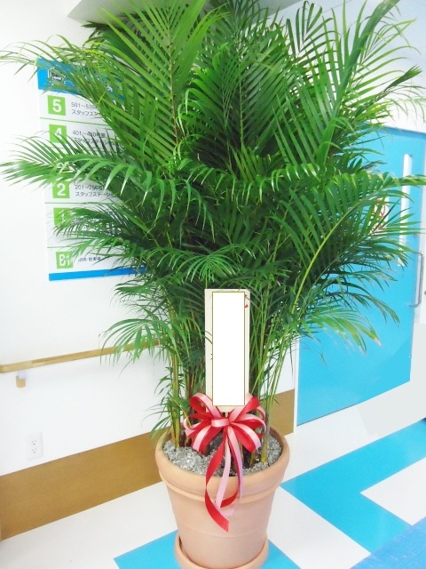 쥫䥷KINGդ250cmʸ塢߸˳ǧ