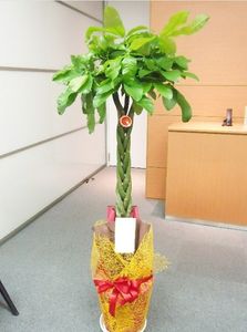 �ѥ��顡����ǰ���������ա�8�極����