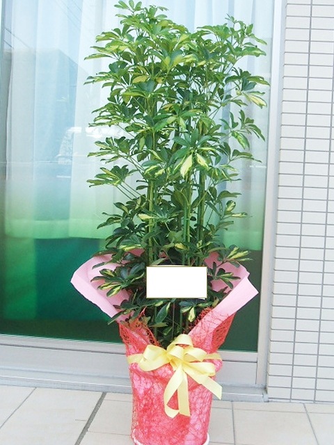 ���ݥå������ա�10�極������165cm