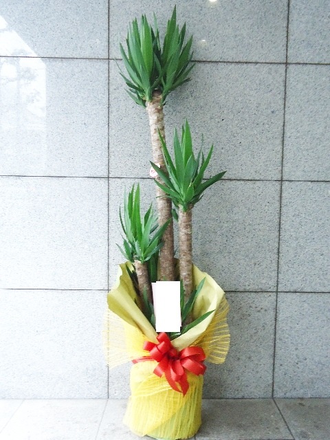 ��å�������ǯ���ڡ������ա�10�極������165cm