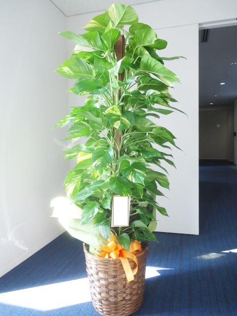 �ݥȥ������������ա���165cm��������10��