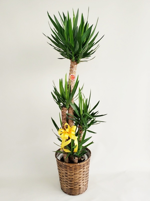 ��å�������ǯ���ڡ������������ա�10�極������175cm