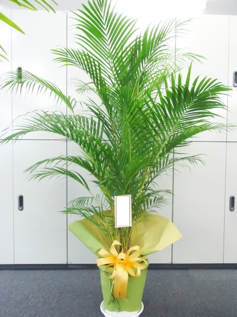 ���쥫�䥷�����ա�10�極��������190cm