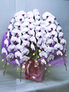�֥�åס�5��Ω����ĳ��ȭ��1187fp-052