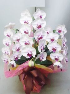 �֥�åס�3��Ω���ߥǥ�����ĳ��ȭ��11 1187fp-041