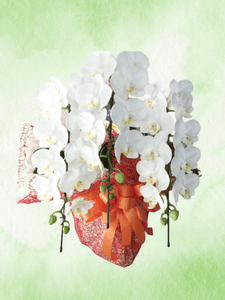 �ۥ磻�ȡ�3��Ω���ߥǥ�����ĳ��ȭ��10 1187fp-012