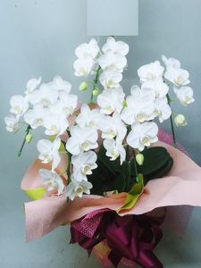 �ۥ磻�ȡ�5��Ω���ߥǥ�����ĳ��ȭ��159 1187fp-024