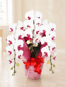 �֥�åס�3��Ω����ĳ��ȭ��175 1187fp-042