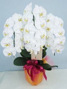 �ۥ磻�ȡ�3��Ω����ĳ��ȭ��159 1187fp-013