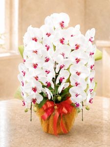 �֥�åס�3��Ω����ĳ��ȭ��26 1187fp-043