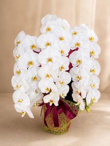 �ۥ磻�ȡ�3��Ω����ĳ��ȭ��255 1187fp-017