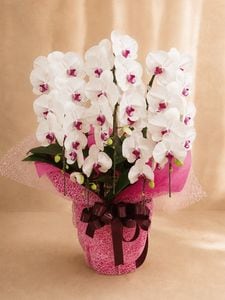 �֥�åס�5��Ω����ĳ��ȭ��33 1187fp-049