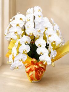 �ۥ磻�ȡ�5��Ω����ĳ��ȭ��33 1187fp-026
