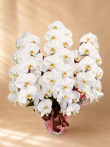 �ۥ磻�ȡ�5��Ω����ĳ��ȭ��35 1187fp-027