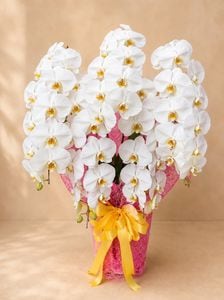 �ۥ磻�ȡ�5��Ω����ĳ��ȭ��38 1187fp-028