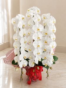�ۥ磻�ȡ�3��Ω����ĳ��ȭ��37 1187fp-020