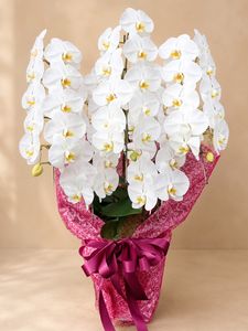 �ۥ磻�ȡ�5��Ω����ĳ��ȭ��44 1187fp-029