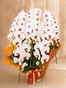 �֥�åס�5��Ω����ĳ��ȭ��48 1187fp-051