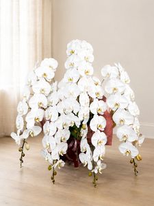 �ۥ磻�ȡ�5��Ω����ĳ��ȭ��50 1187fp-032