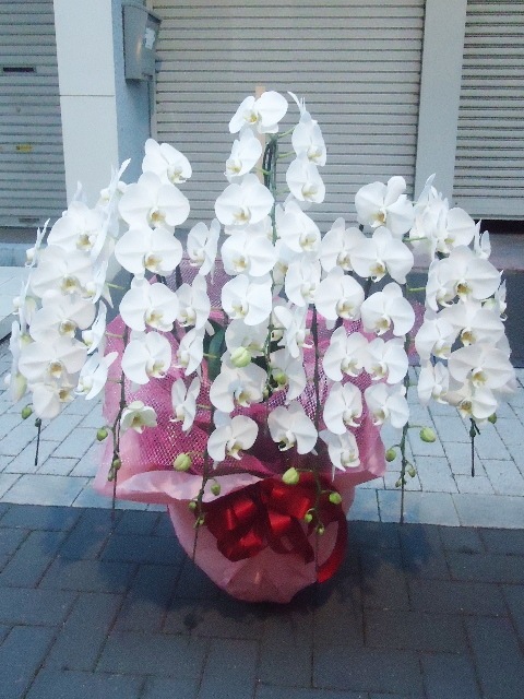 �ۥ磻�ȡ�7��Ω����ĳ��ȭ��72 1187fp-037