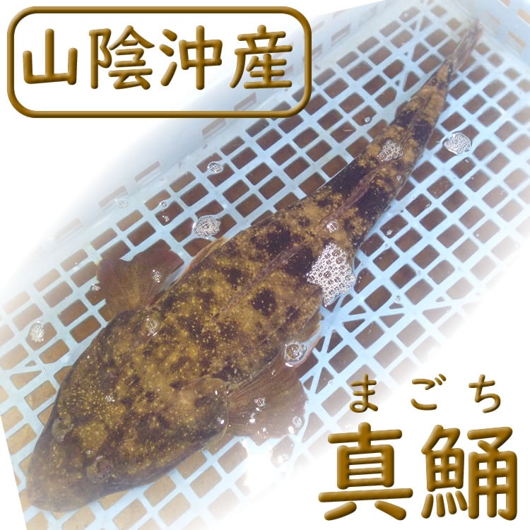 活・コチ（活生）　1尾　約900ｇ前後　【浜坂産】　※活かしてますので、発送直前に〆てお届け致します。　（まごち、マゴチ）