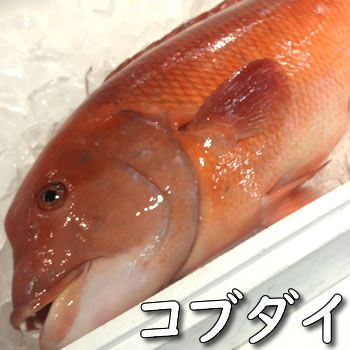 コブダイ（生）　1尾　約2ｋｇ前後　【浜坂産】（こぶだい）